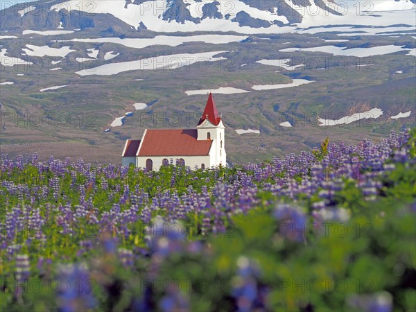 Church between flowering lupine fields