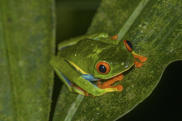 Red-eyed tree frog