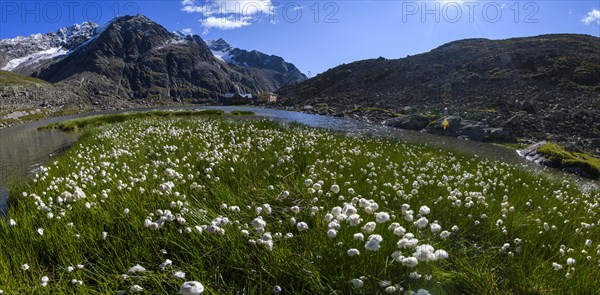 Cottongrass