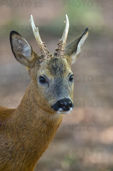 European roe deer