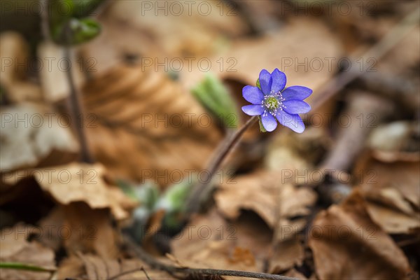 Flowering liverwort