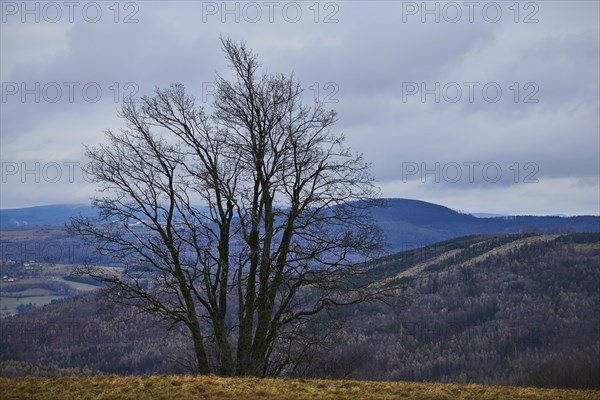 Common hornbeam