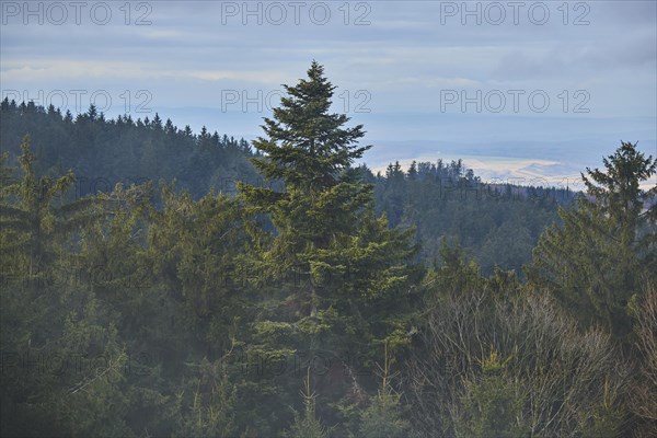 Fog flying over Norway spruce