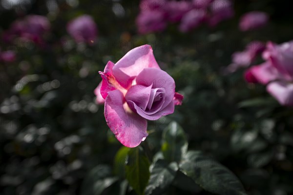Shrub rose