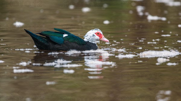 Muscovy Duck