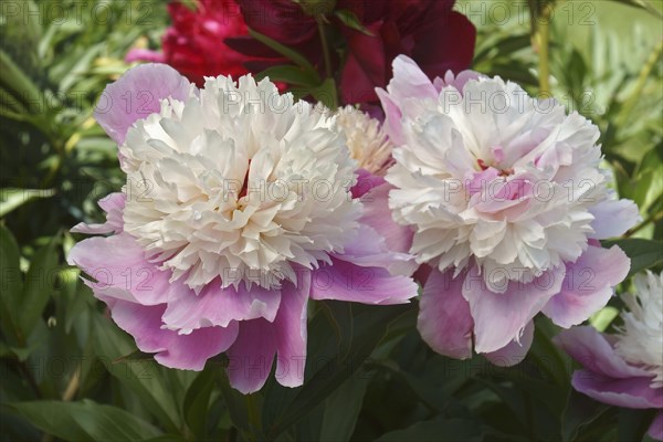 Pink Hawaiian Coral Peony