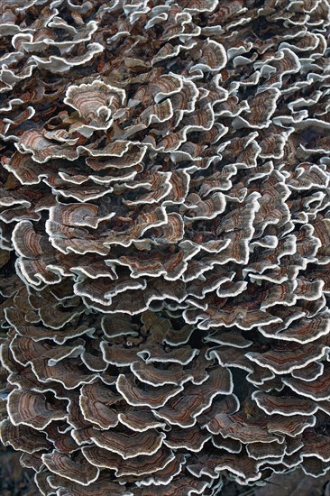 Turkey tail