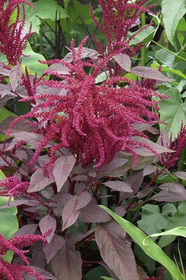 Red amaranth