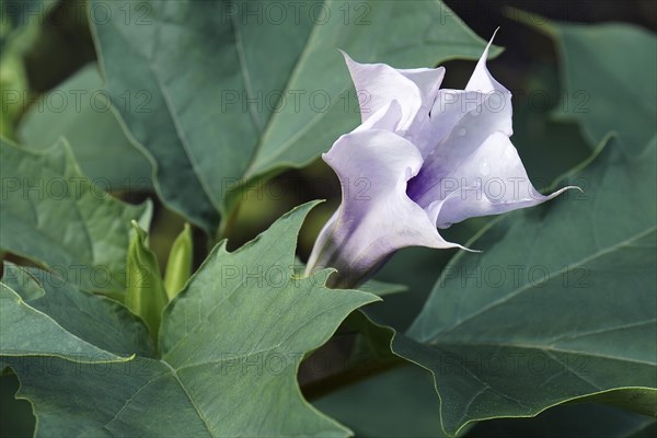 Jimsonweed