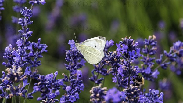 Cabbage butterfly