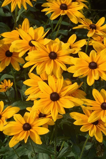 Black-eyed Susan