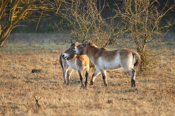 Przewalski's horse