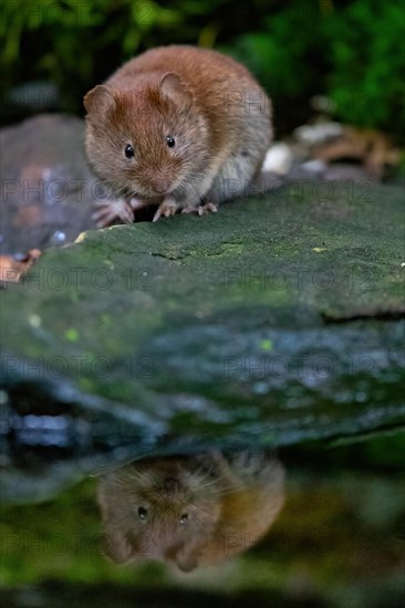 A bank vole