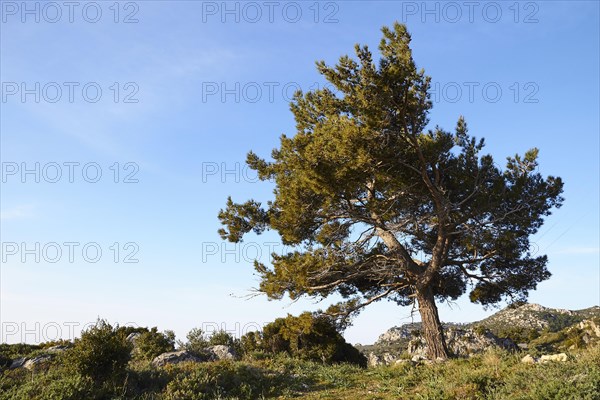 Spring in Crete