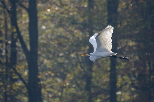 Great egret