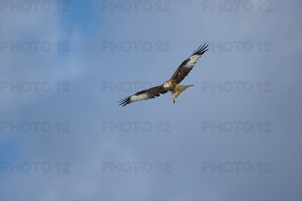 Red kite