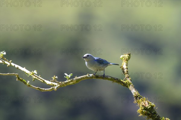 Blue-gray tanager