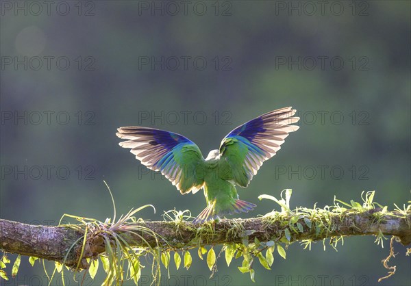 Brown-hooded parrot