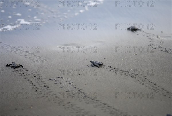 Newly hatched olive ridley sea turtles