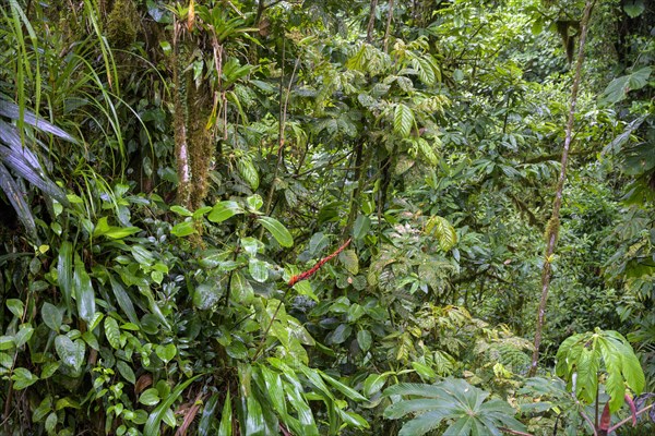 Rainforest in Selvatura Park seen from a suspension bridge