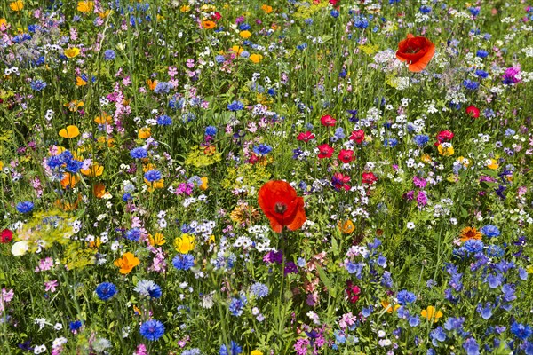 Flower meadow for insects