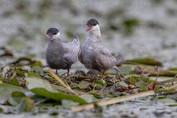 Two White-bearded Terns