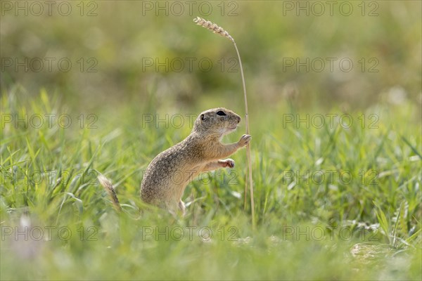 European ground squirrel