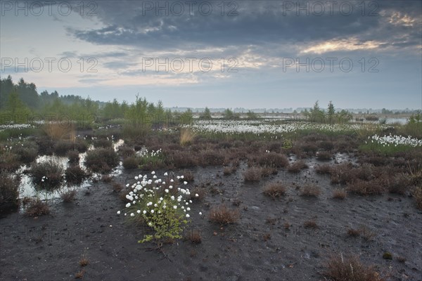 Bog landscape with common cottongrass