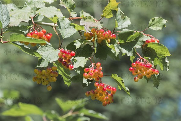 Guelder rose