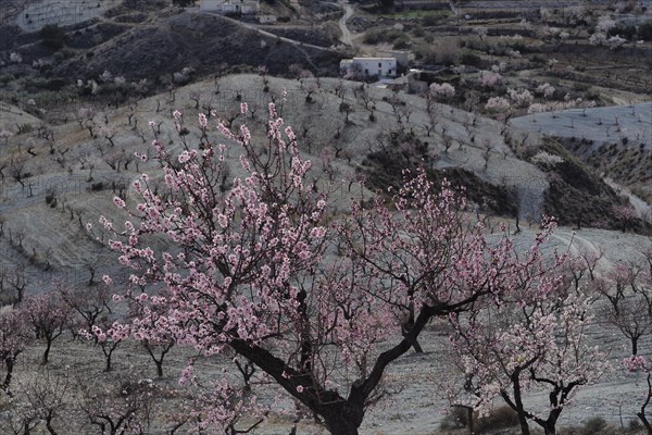 Blossoming almond tree