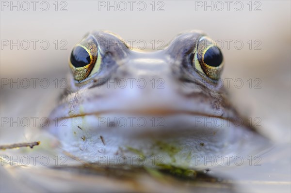 Moor frog