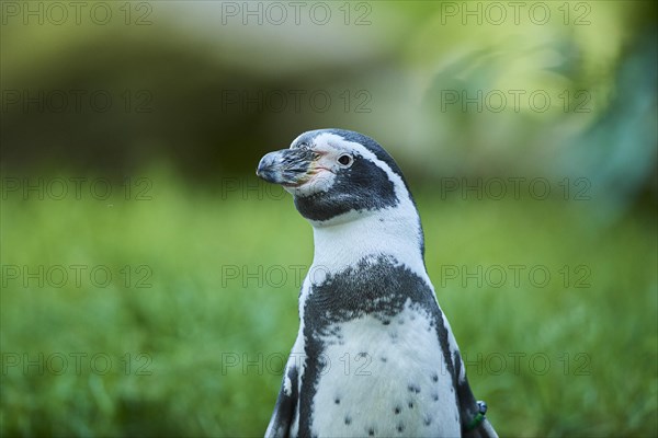 Humboldt penguin