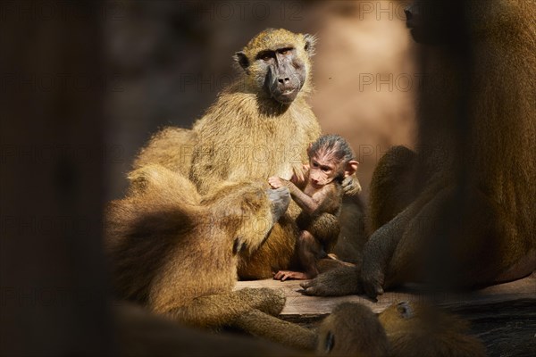 Guinea baboon