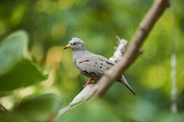 Croaking ground dove