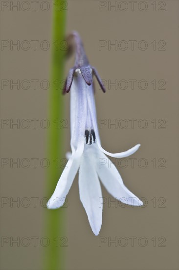 Water lobelia