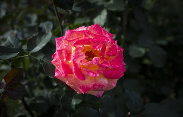 Shrub rose