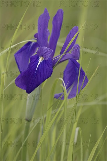 Japanese iris