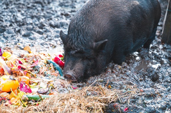 Pot-bellied pig