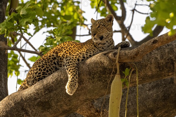 African leopard