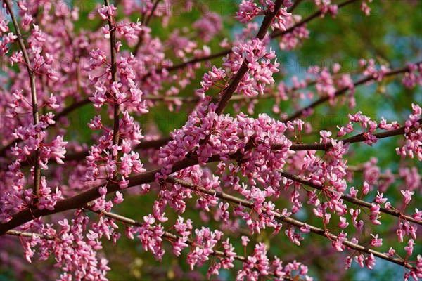 Eastern redbud