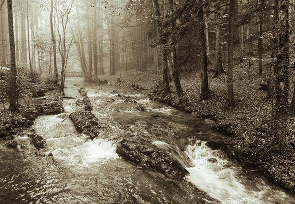 Zellerache flows through autumn forest in morning mist