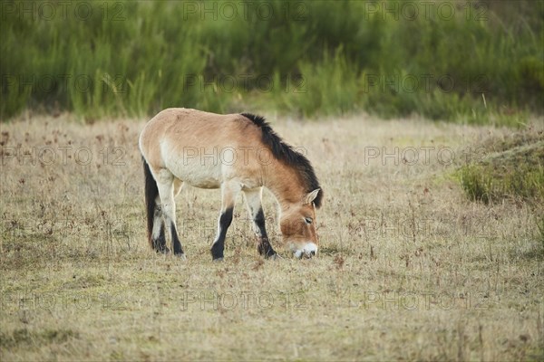 Przewalski's horse