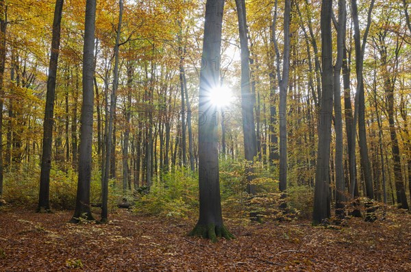 European beech forest