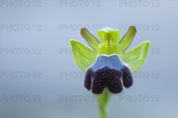 Sombre bee-orchid