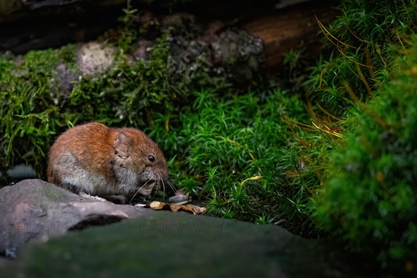 A bank vole