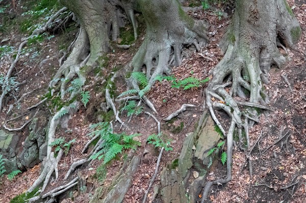 Beech roots reach into the soil