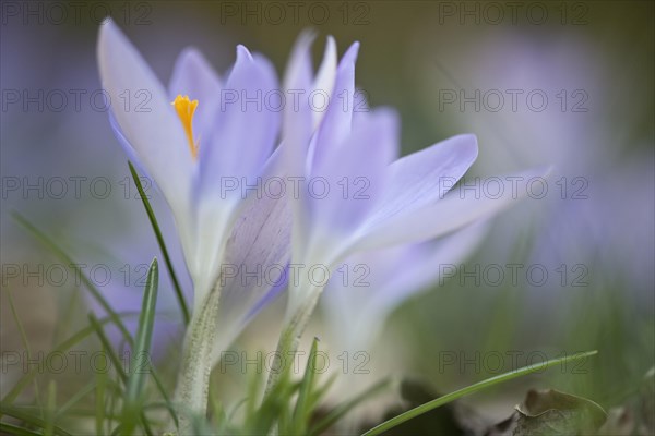 Early Crocus