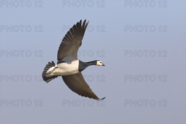 Barnacle goose