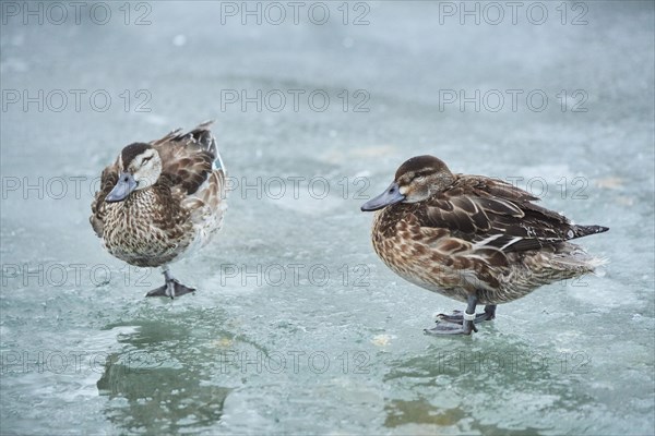 Eurasian teal