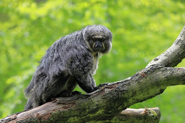 White-faced saki